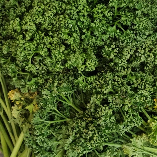 DI-21 FRESH ENGLISH PARSLEY HOLLAND